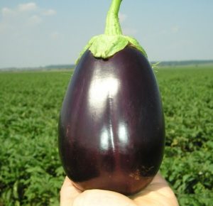 Баклажан Галіне F1