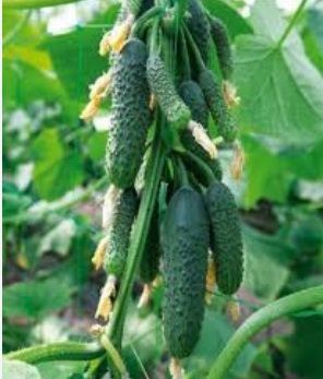 Огірок KS 90(Ніборі) F1