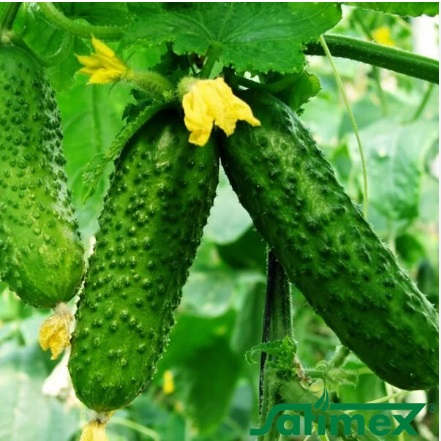 Огірок Анніка F1 Огірок Анніка F1