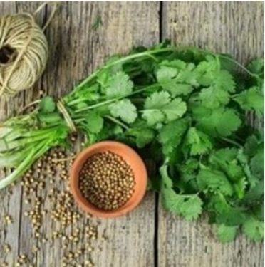 Коріандр Марокканський Коріандр Марокканський