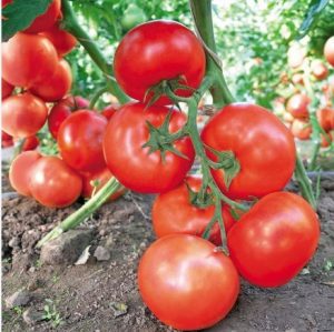 Томат Махітос F1