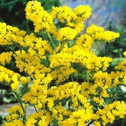 Статиця виїмчаста Золотий берег Статиця виїмчаста Золотий берег