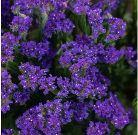 Статиця Хіпстер Блу