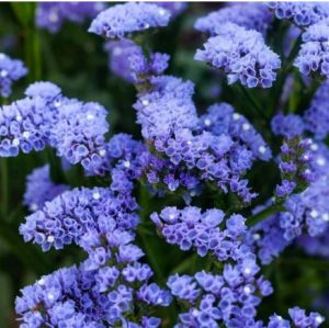 Статиця Блакитний обрій