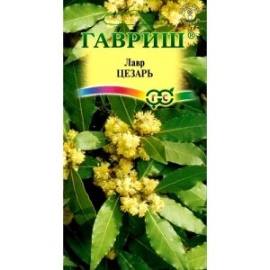 Лавр благородный