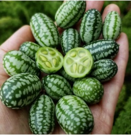 Мелотрія Малютка (міні-кавун)