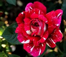 Розы Floribunda