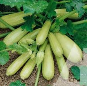 Кабачок Арал F1