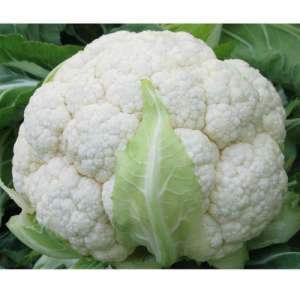 Цвітна капуста Скайвокер F1