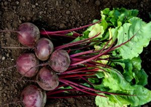 Свекла Воевода F1