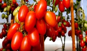 Томат Гравитет F1 - напів-детермінантний червоно-плодовий гібрид ранніх помідорів. Цей сорт користується особливою популярністю у професійному фермерському господарстві