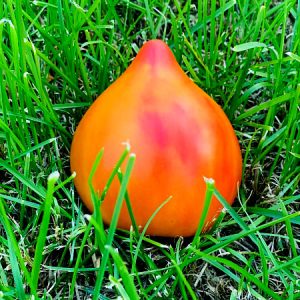 Томат Сладкий Янтарь /10 ШТ/