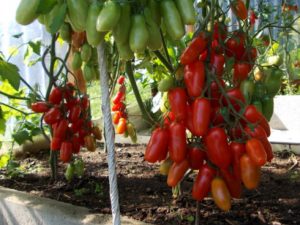 Томат Фляшен