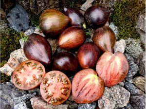 Томат Халиско