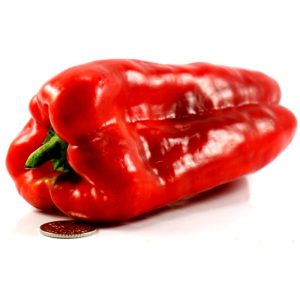 Перец Ларгу де Регус