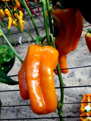 Перец оранжевый Ламуйо F1