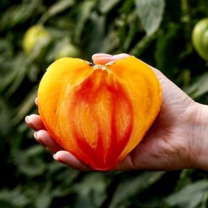 Томат Сокровище Иерусалима