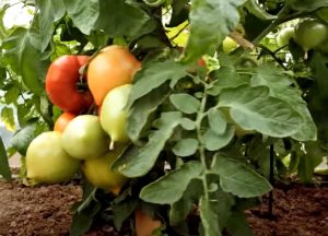 Томат Никса F1