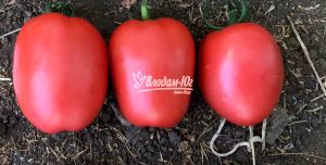 Помідор Конго F1