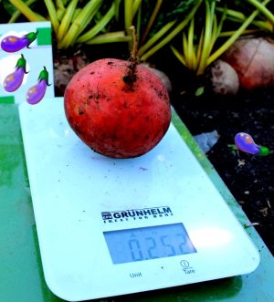 Буряк Голден Ай