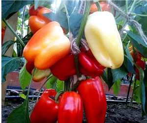 Перець Халіф F1