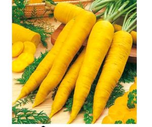 Морква жовта Лоберішер