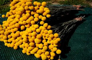 Краспедія Біллі Баттонс