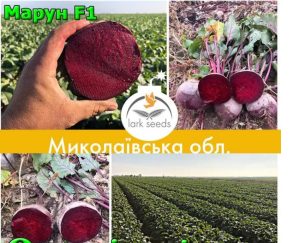 Буряк Марун F1