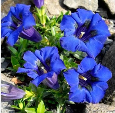 Горечавка (Генціана) Горечавка (Генціана)