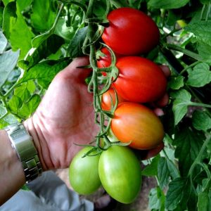 Томат Блумко