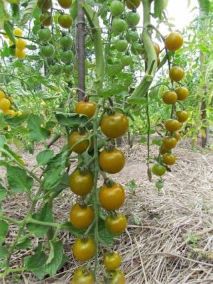 Томат Фісташковий