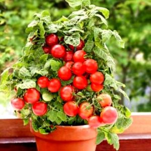 Томат черрі Сталева Квітка