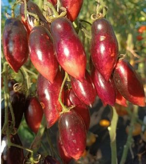 Томат сливка Гурман