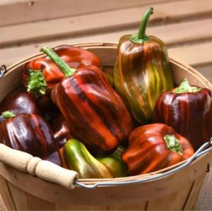 Перець черрі Шоколадна Вишня