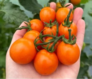 Томат Ікігаї F1