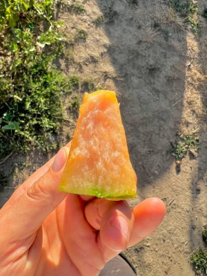 Диня Каро F1