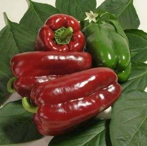 Перець Рікардо F1