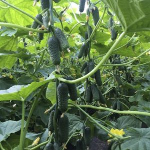 Огірок Моджо F1