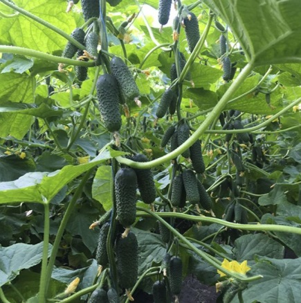 Огірок Моджо F1