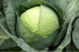 Капуста Епікур F1