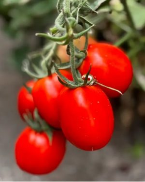 Томат Супрім F1