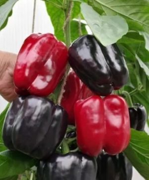 Перець Лоран F1