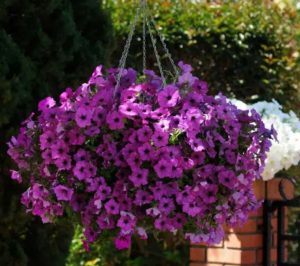 Петунія ампельна Ізі Вейв F1 Віолет