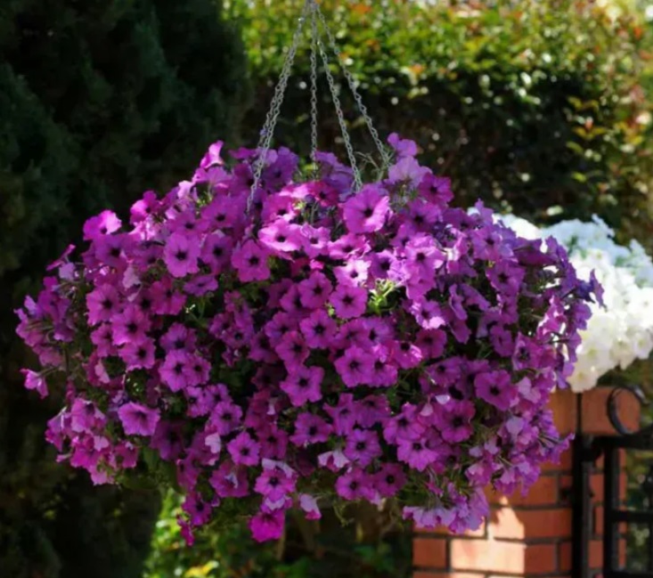 Петунія ампельна Ізі Вейв F1 Віолет