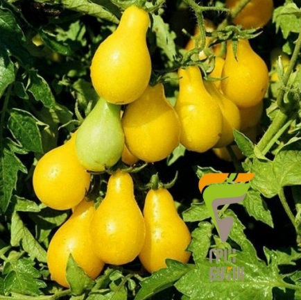 Томат Золота груша