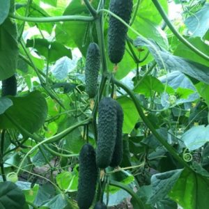 Огірок Корвін F1