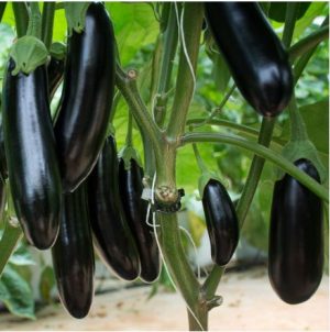 Баклажан Анамур F1