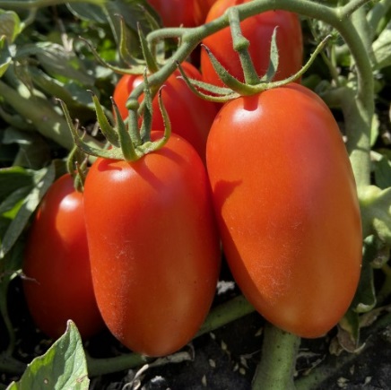 Томат Філікса F1