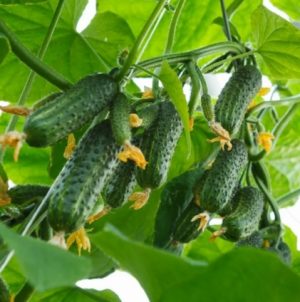 Огірок Грандор F1