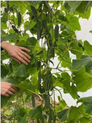 Огірок Ельвінара F1